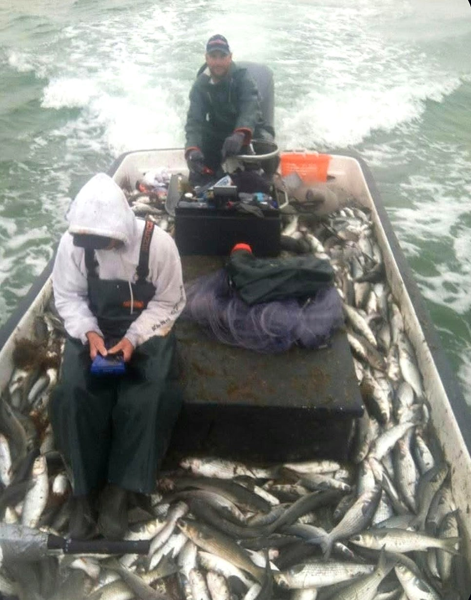 Skiff loaded with mullet after a morning of cast netting